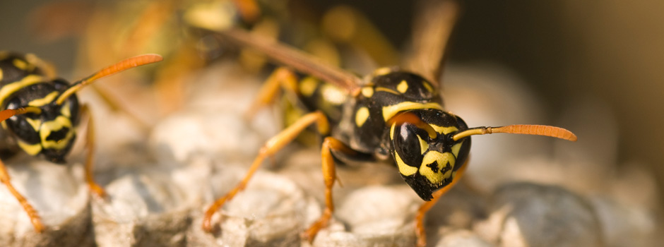 Wasps & Hornet Control - Wyre Forest