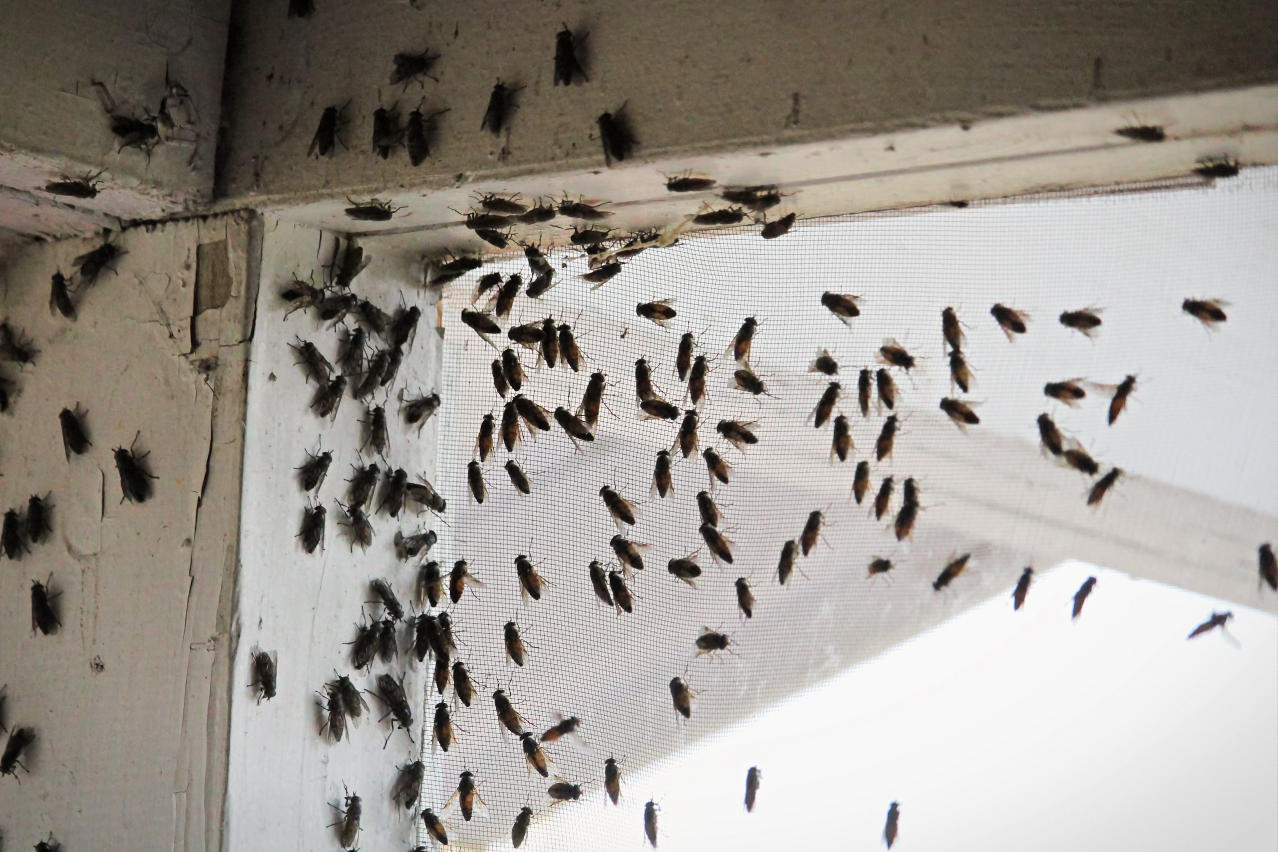 Cluster Fly Control Wyre Forest